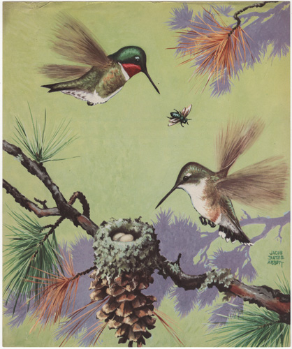 Hummingbirds